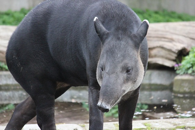 tapír v zoo